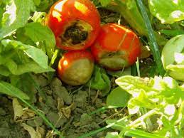 Недостиг на калций в доматите