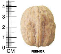 ОРЕХ СОРТ ФЕРНОР (FERNOR)