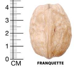 ОРЕХ СОРТ FRANQUETTE