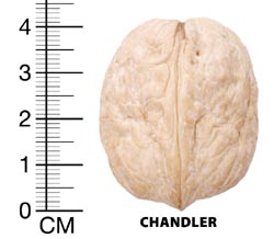 ОРЕХ СОРТ ЧАНДЛЪР (CHANDLER)